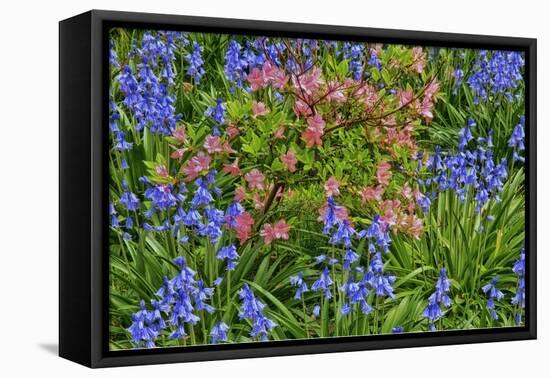 Blooming Azaleas and Bluebell Flowers, Winterthur Gardens, Delaware, USA-null-Framed Premier Image Canvas