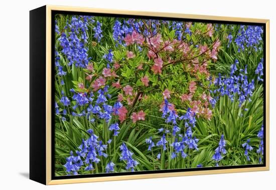 Blooming Azaleas and Bluebell Flowers, Winterthur Gardens, Delaware, USA-null-Framed Premier Image Canvas