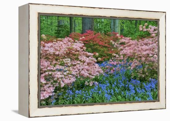 Blooming Azaleas and Bluebell Flowers, Winterthur Gardens, Delaware, USA-null-Framed Premier Image Canvas