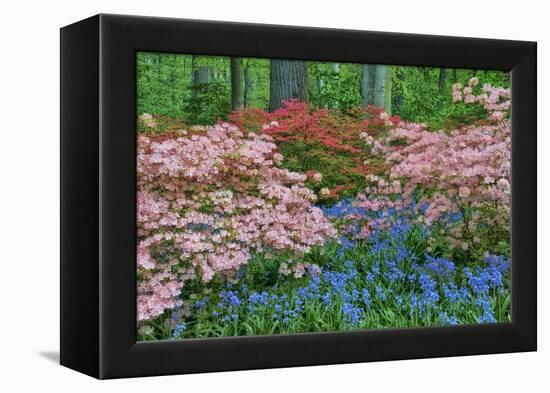 Blooming Azaleas and Bluebell Flowers, Winterthur Gardens, Delaware, USA-null-Framed Premier Image Canvas