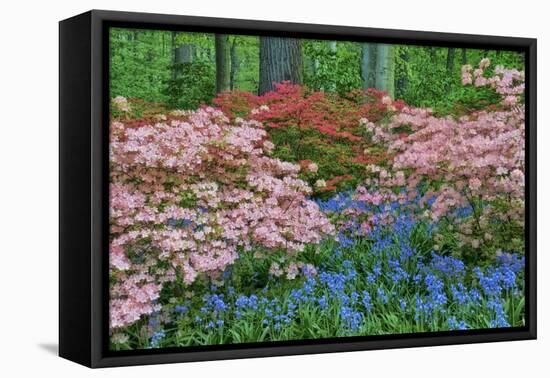 Blooming Azaleas and Bluebell Flowers, Winterthur Gardens, Delaware, USA-null-Framed Premier Image Canvas