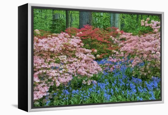 Blooming Azaleas and Bluebell Flowers, Winterthur Gardens, Delaware, USA-null-Framed Premier Image Canvas