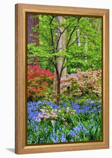 Blooming Azaleas and Bluebell Flowers, Winterthur Gardens, Delaware, USA-null-Framed Premier Image Canvas