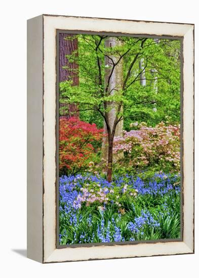 Blooming Azaleas and Bluebell Flowers, Winterthur Gardens, Delaware, USA-null-Framed Premier Image Canvas