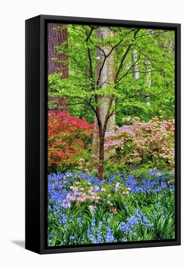 Blooming Azaleas and Bluebell Flowers, Winterthur Gardens, Delaware, USA-null-Framed Premier Image Canvas