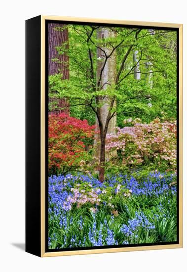 Blooming Azaleas and Bluebell Flowers, Winterthur Gardens, Delaware, USA-null-Framed Premier Image Canvas