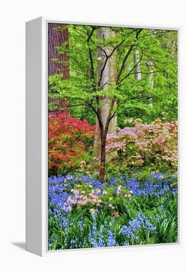 Blooming Azaleas and Bluebell Flowers, Winterthur Gardens, Delaware, USA-null-Framed Premier Image Canvas