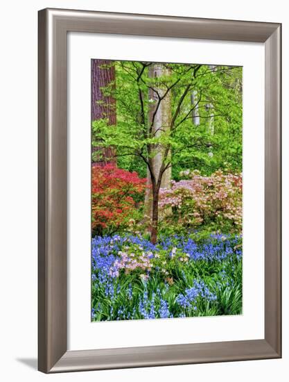 Blooming Azaleas and Bluebell Flowers, Winterthur Gardens, Delaware, USA-null-Framed Photographic Print