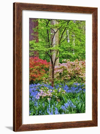 Blooming Azaleas and Bluebell Flowers, Winterthur Gardens, Delaware, USA-null-Framed Photographic Print