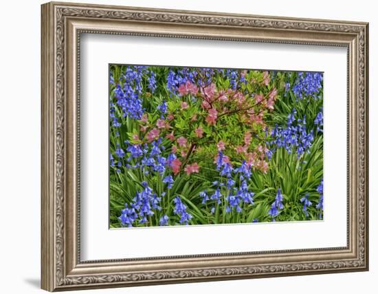 Blooming Azaleas and Bluebell Flowers, Winterthur Gardens, Delaware, USA-null-Framed Photographic Print