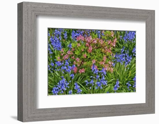 Blooming Azaleas and Bluebell Flowers, Winterthur Gardens, Delaware, USA-null-Framed Photographic Print