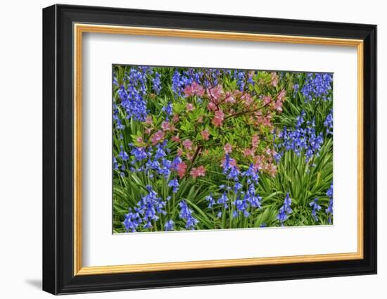 Blooming Azaleas and Bluebell Flowers, Winterthur Gardens, Delaware, USA-null-Framed Photographic Print