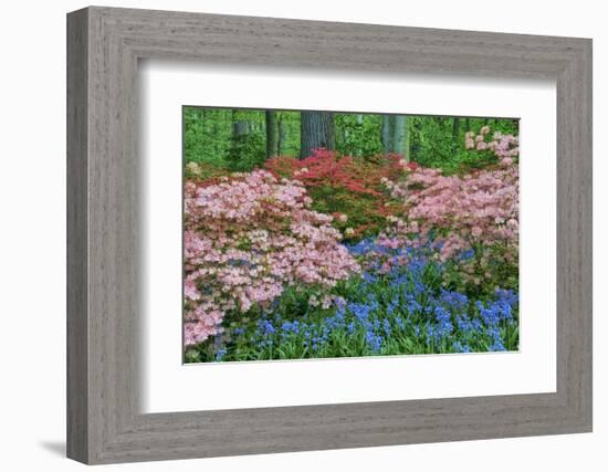 Blooming Azaleas and Bluebell Flowers, Winterthur Gardens, Delaware, USA-null-Framed Photographic Print