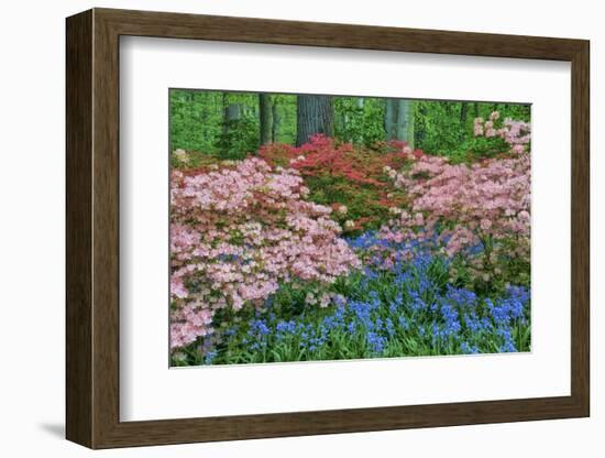 Blooming Azaleas and Bluebell Flowers, Winterthur Gardens, Delaware, USA-null-Framed Photographic Print