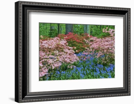 Blooming Azaleas and Bluebell Flowers, Winterthur Gardens, Delaware, USA-null-Framed Photographic Print