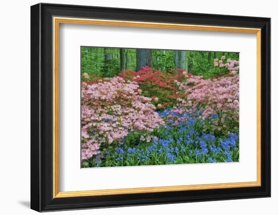 Blooming Azaleas and Bluebell Flowers, Winterthur Gardens, Delaware, USA-null-Framed Photographic Print