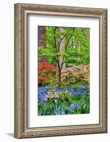 Blooming Azaleas and Bluebell Flowers, Winterthur Gardens, Delaware, USA-null-Framed Photographic Print