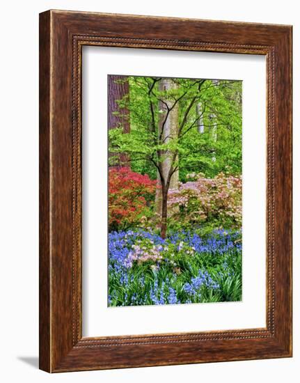 Blooming Azaleas and Bluebell Flowers, Winterthur Gardens, Delaware, USA-null-Framed Photographic Print