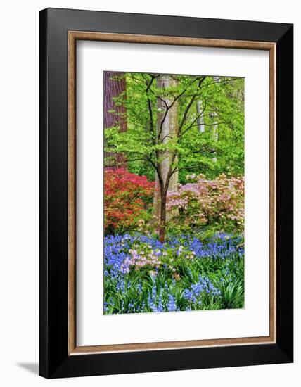 Blooming Azaleas and Bluebell Flowers, Winterthur Gardens, Delaware, USA-null-Framed Photographic Print