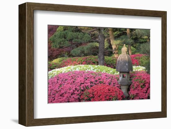 Blooming azaleas and stone lantern, Portland Japanese Garden, Oregon.-William Sutton-Framed Photographic Print