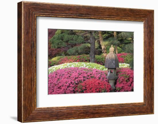 Blooming azaleas and stone lantern, Portland Japanese Garden, Oregon.-William Sutton-Framed Photographic Print