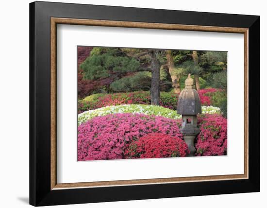 Blooming azaleas and stone lantern, Portland Japanese Garden, Oregon.-William Sutton-Framed Photographic Print