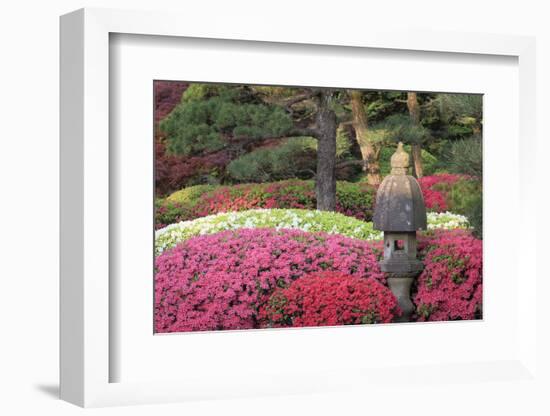 Blooming azaleas and stone lantern, Portland Japanese Garden, Oregon.-William Sutton-Framed Photographic Print