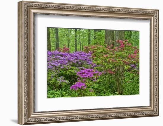 Blooming Azaleas in Forest, Winterthur Gardens, Delaware, USA-null-Framed Photographic Print