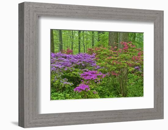 Blooming Azaleas in Forest, Winterthur Gardens, Delaware, USA-null-Framed Photographic Print