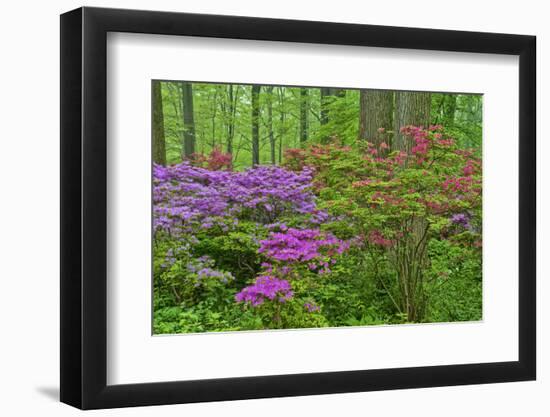 Blooming Azaleas in Forest, Winterthur Gardens, Delaware, USA-null-Framed Photographic Print