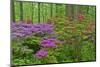 Blooming Azaleas in Forest, Winterthur Gardens, Delaware, USA-null-Mounted Photographic Print