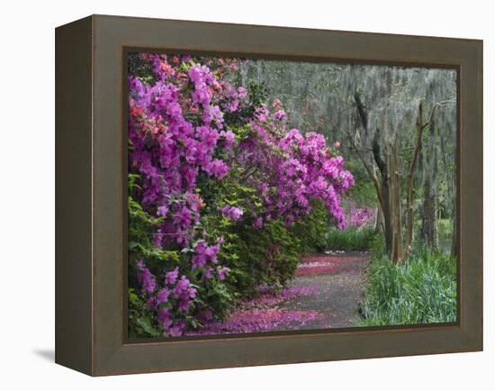 Blooming Azaleas on Middleton Plantation, South Carolina, USA-Nancy Rotenberg-Framed Premier Image Canvas