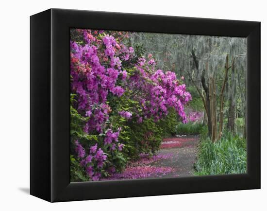 Blooming Azaleas on Middleton Plantation, South Carolina, USA-Nancy Rotenberg-Framed Premier Image Canvas