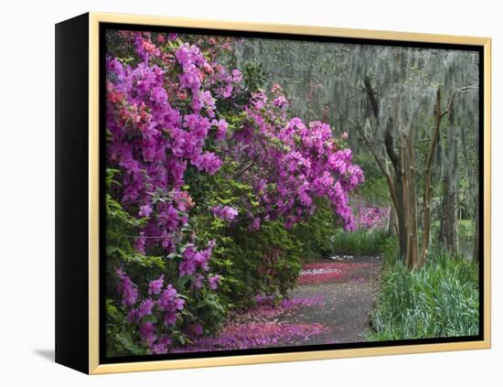 Blooming Azaleas on Middleton Plantation, South Carolina, USA-Nancy Rotenberg-Framed Premier Image Canvas