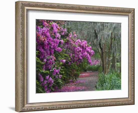 Blooming Azaleas on Middleton Plantation, South Carolina, USA-Nancy Rotenberg-Framed Photographic Print