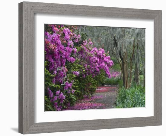 Blooming Azaleas on Middleton Plantation, South Carolina, USA-Nancy Rotenberg-Framed Photographic Print