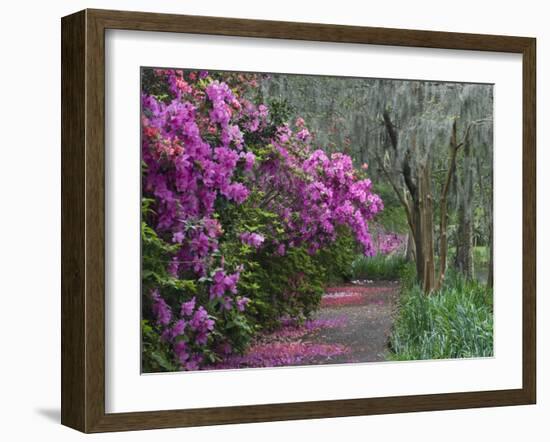 Blooming Azaleas on Middleton Plantation, South Carolina, USA-Nancy Rotenberg-Framed Photographic Print