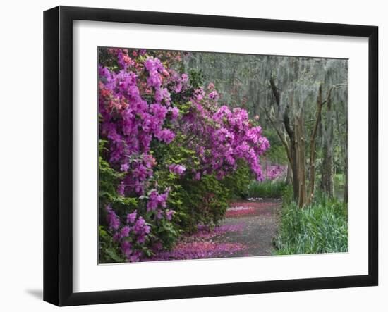 Blooming Azaleas on Middleton Plantation, South Carolina, USA-Nancy Rotenberg-Framed Photographic Print