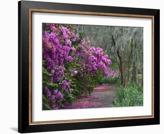 Blooming Azaleas on Middleton Plantation, South Carolina, USA-Nancy Rotenberg-Framed Photographic Print