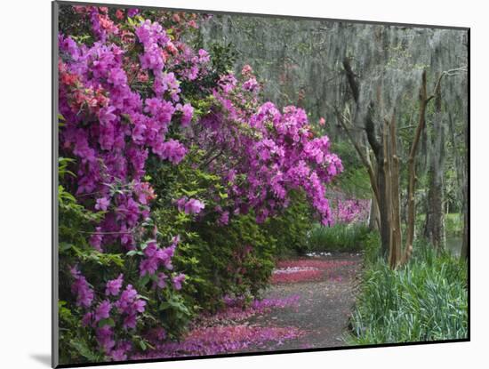 Blooming Azaleas on Middleton Plantation, South Carolina, USA-Nancy Rotenberg-Mounted Photographic Print