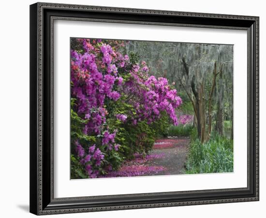 Blooming Azaleas on Middleton Plantation, South Carolina, USA-Nancy Rotenberg-Framed Photographic Print