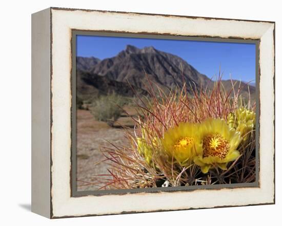 Blooming Barrel Cactus at Anza-Borrego Desert State Park, California, USA-Kymri Wilt-Framed Premier Image Canvas