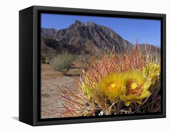 Blooming Barrel Cactus at Anza-Borrego Desert State Park, California, USA-Kymri Wilt-Framed Premier Image Canvas