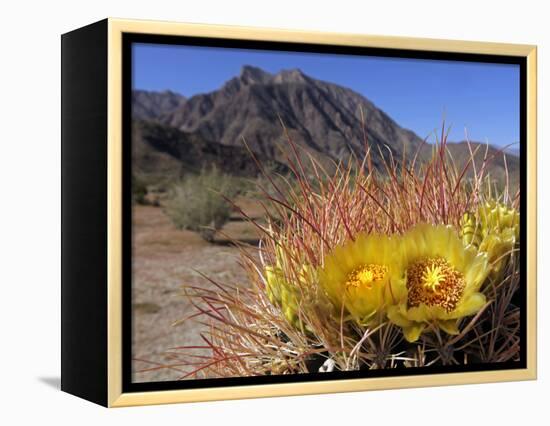 Blooming Barrel Cactus at Anza-Borrego Desert State Park, California, USA-Kymri Wilt-Framed Premier Image Canvas