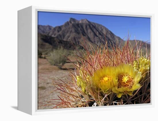 Blooming Barrel Cactus at Anza-Borrego Desert State Park, California, USA-Kymri Wilt-Framed Premier Image Canvas