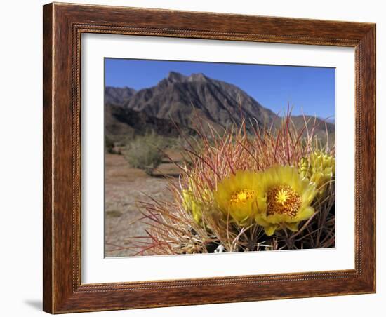 Blooming Barrel Cactus at Anza-Borrego Desert State Park, California, USA-Kymri Wilt-Framed Photographic Print