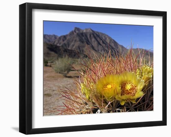 Blooming Barrel Cactus at Anza-Borrego Desert State Park, California, USA-Kymri Wilt-Framed Photographic Print