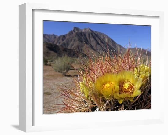 Blooming Barrel Cactus at Anza-Borrego Desert State Park, California, USA-Kymri Wilt-Framed Photographic Print