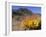 Blooming Barrel Cactus at Anza-Borrego Desert State Park, California, USA-Kymri Wilt-Framed Photographic Print