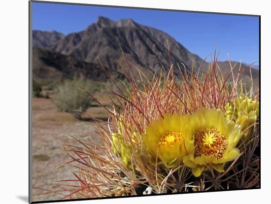 Blooming Barrel Cactus at Anza-Borrego Desert State Park, California, USA-Kymri Wilt-Mounted Photographic Print